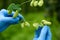 Hops farm inspection quality and ripeness checking hop cones in agricultural yard