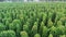 Hops field aerial view. Huge hops plantation during harvesting.