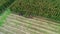 Hops field aerial view. Huge hops plantation during harvesting. Tractor with trailer full of hops flowers