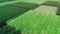 Hops field aerial view. Huge hops plantation during harvesting. Tractor with trailer full of hops flowers