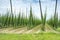 Hops Field in France.