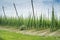 Hops Field in France.