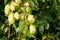 Hops flowers