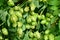 Hops during fruit ripening in autumn.