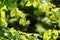 Hops growing on Humulus lupulus plant. Common hop flowers or seed cones and green foliage backlit by the sun.