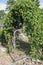 Hops growing over a garden gate