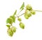 Hops (Humulus lupulus)