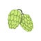 Hops, humulus lupulus plant, element for brewery products design vector Illustration on a white background