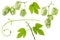 Hops isolated. Branch, twig, green leaves and hop cone cut out on white background. Agriculture for alcohol beer production