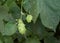 Hops leaves and flowers