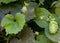 Hops leaves and flowers