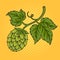 Hops plant pinup pop art vector illustration