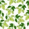 Hops plant seamless pattern, hand drawing style. Hops background. Hops wallpaper. Vector illustration