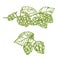 Hops plant sketch for food and drinks design