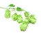 Hops plant twined vine