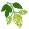 Hops plant on white background, hand drawing style. Vector illustration.