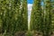 Hops plantation in Bavaria, Germany