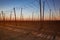 The hops plantation in the spring at sunset