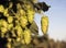 Hops Plants Buds Growing in Farmer\'s Field Oregon Agriculture