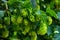 Hops ready for harvest in a hops farm