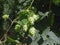 Hops ready to be harvested