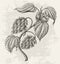 Hops vintage drawing by ink isolated on vintage background