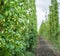 Hops yard. Hops plants climbing of special supported strings or wires