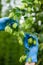 Hops yard inspection quality and ripeness checking hop cones