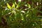Hopseed leaves 6115 c