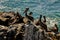 Horde of Pelicans in Vina del Mar, Chile