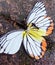 Hordes of ants are trying to put butterfly wings into its cage