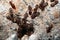 Hordes of termites or white ants entering into soil .
