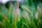 Hordeum leporinum. Summer blurred Stipa green magenta feather mat grass at sunset