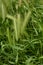 Hordeum murinum aka wall barley or false barley grass plant