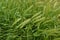 Hordeum murinum aka wall barley or false barley grass plant