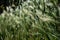 Hordeum Murinum, false, wall barley, green grass background