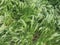 hordeum murinum grass plant