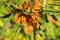 Horehound Bugs, orange sting bugs feeding on wild hemp flowers,