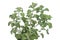 Horehound herb