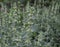 The horehound, Marrubium vulgare, medicinal plant in the garden. Leaves smell of apples, but they taste bitter. This herb has