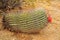 Horitontal Arizona Barrel Cactus in Blossom