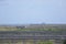 The horizon is filled with beach pathways leading to the Atlantic ocean