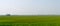 Horizon over Agricultural field and green spring meadow. Countryside farmland with Rice paddy. Agriculture greenery with food crop