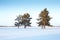 The horizon, trees and snow in the forest in winter