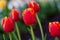 Horizontal Abstract background. Beautiful red tulips. Flowerbackground, gardenflowers. Garden flowers