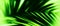 Horizontal acid green palm leaf abstract illustration background