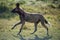 A horizontal, back lit, colour photograph of a wild dog, Lycaon