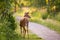 Horizontal back view of young female white-tailed deer standing in park with face in profile