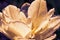 Horizontal backdrop with vintage toned delicate tulip flower close up. Wet petals of tulip