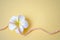 Horizontal background from beads from natural sea pink pearls and a white flower on a yellow background